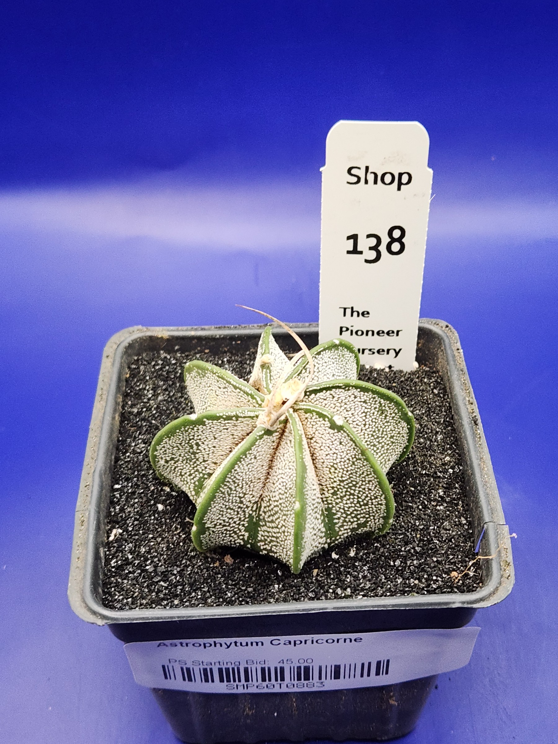 Astrophytum capricorne