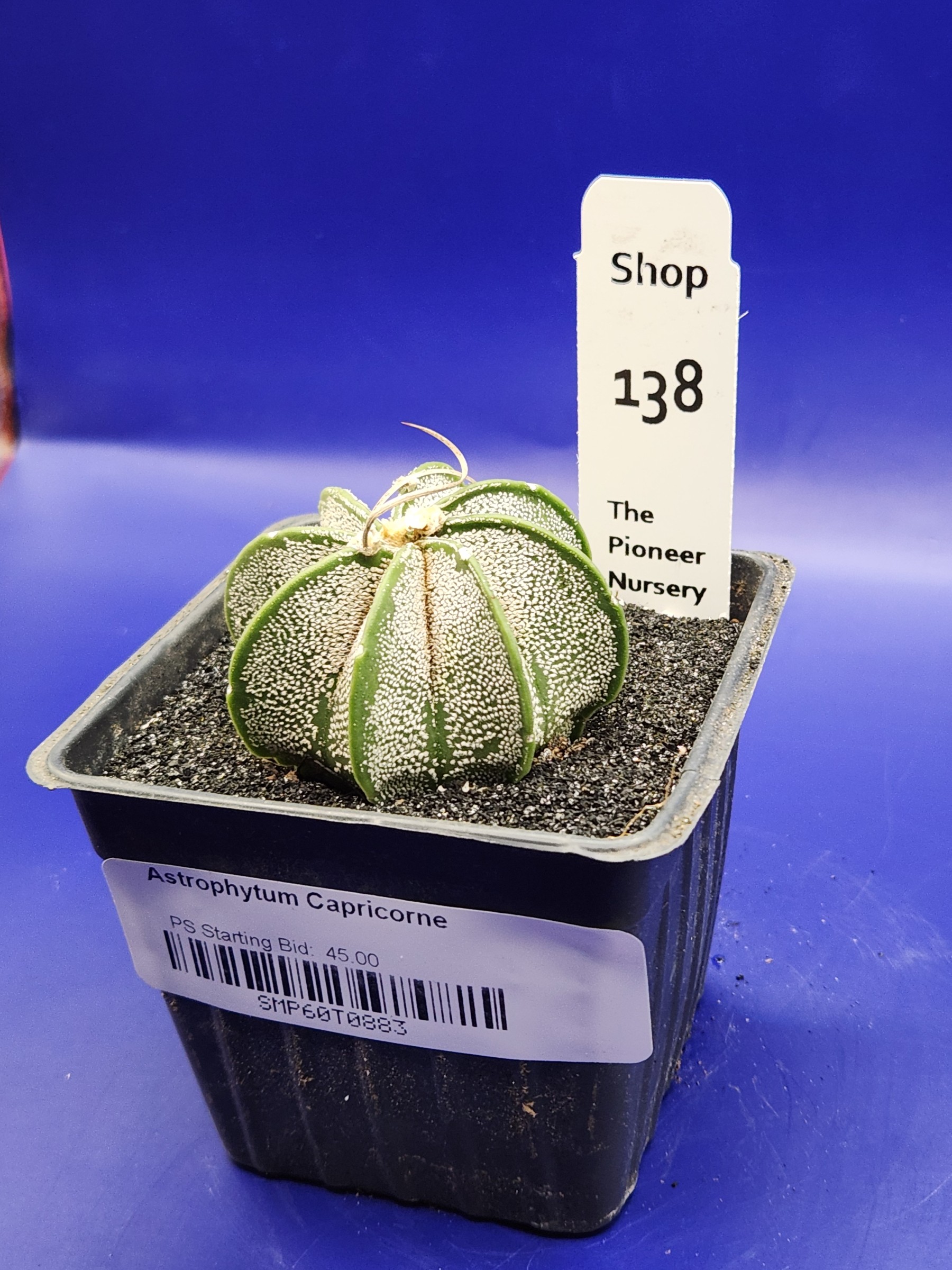 Astrophytum capricorne