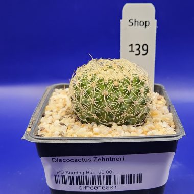 Discocactus zehnteri