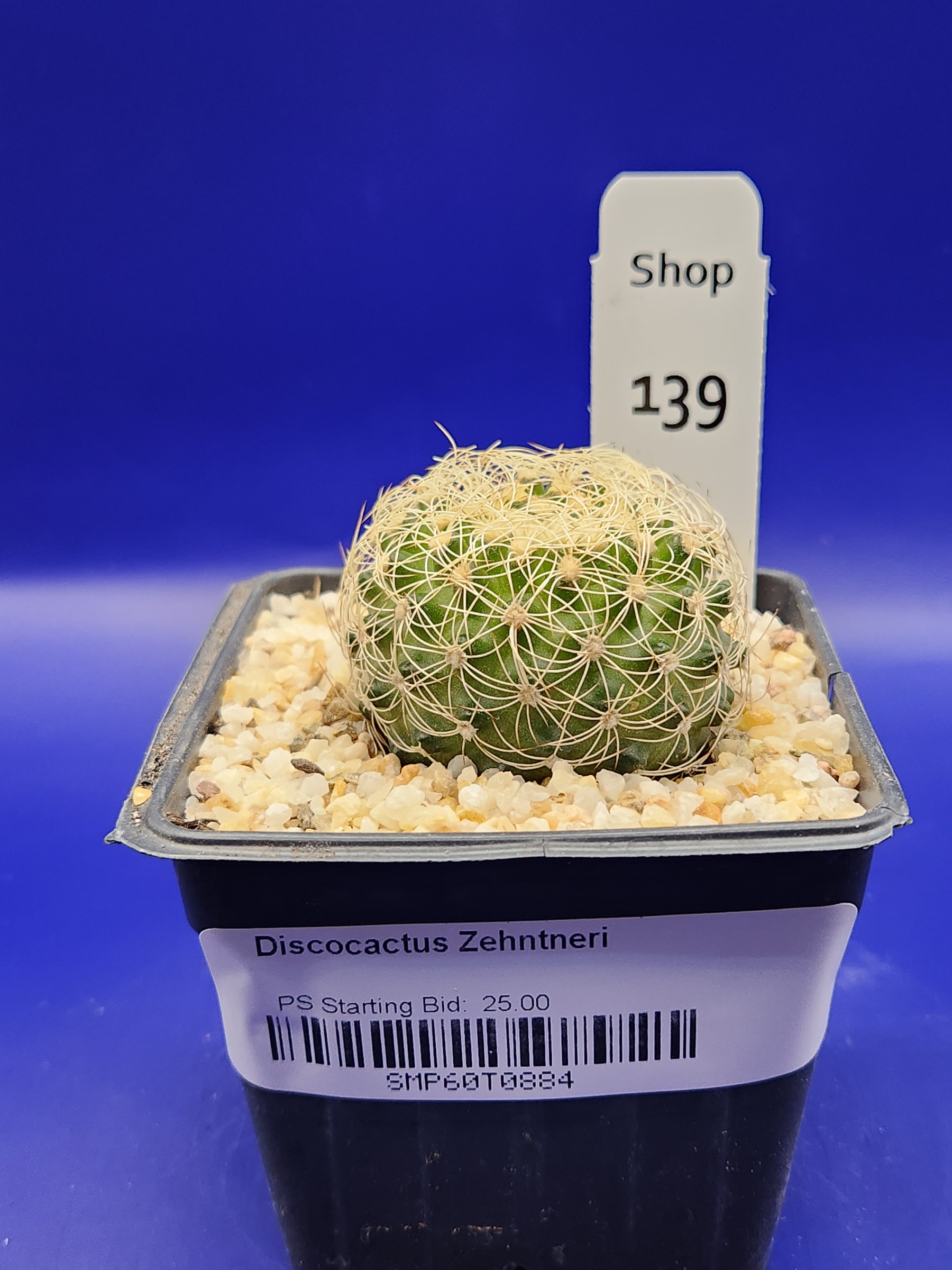 Discocactus zehnteri