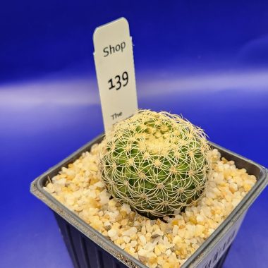 pn-2026-000162-02-yYRUh05q5u-normalized-2 Discocactus zehnteri