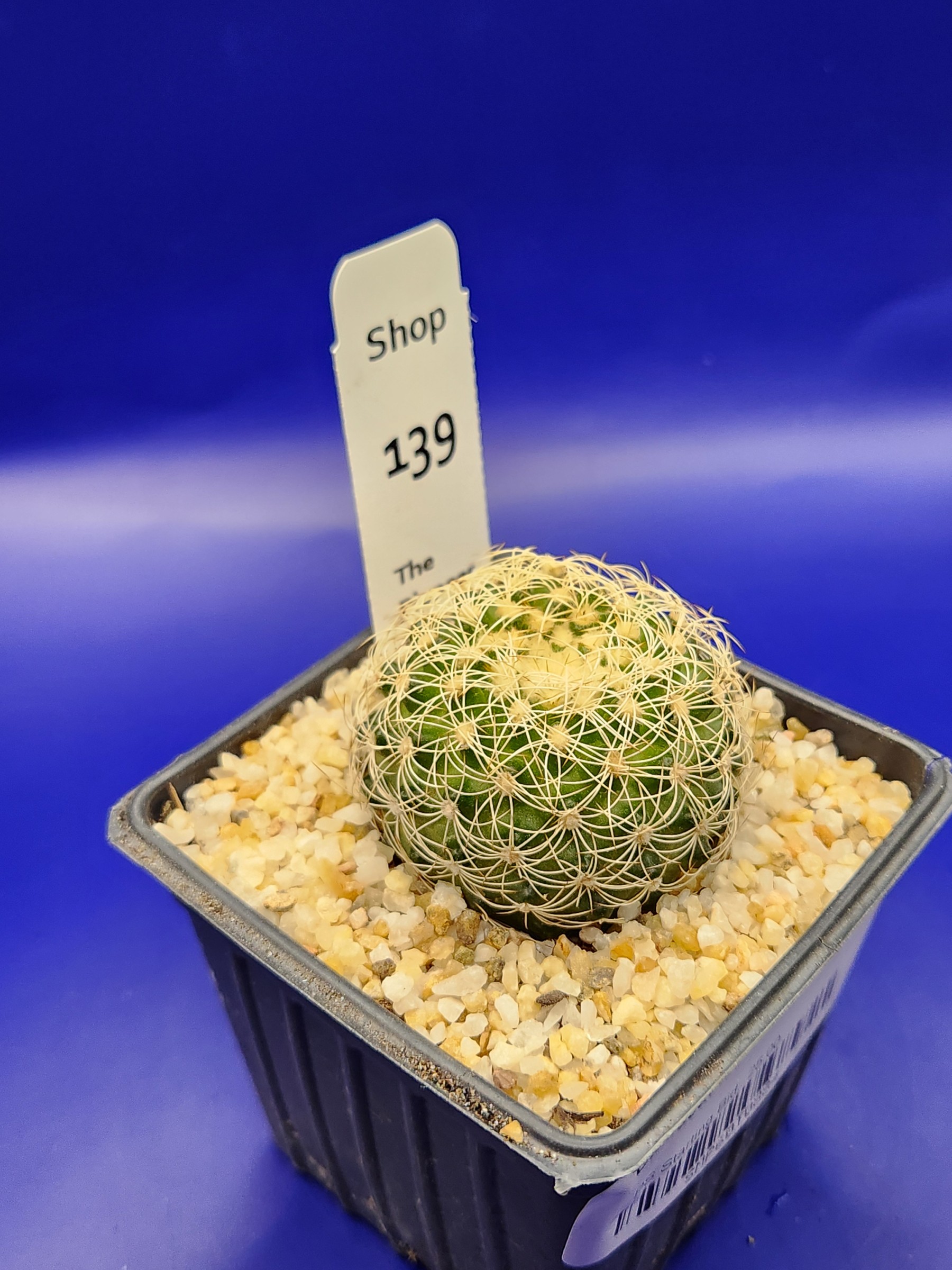 Discocactus zehnteri