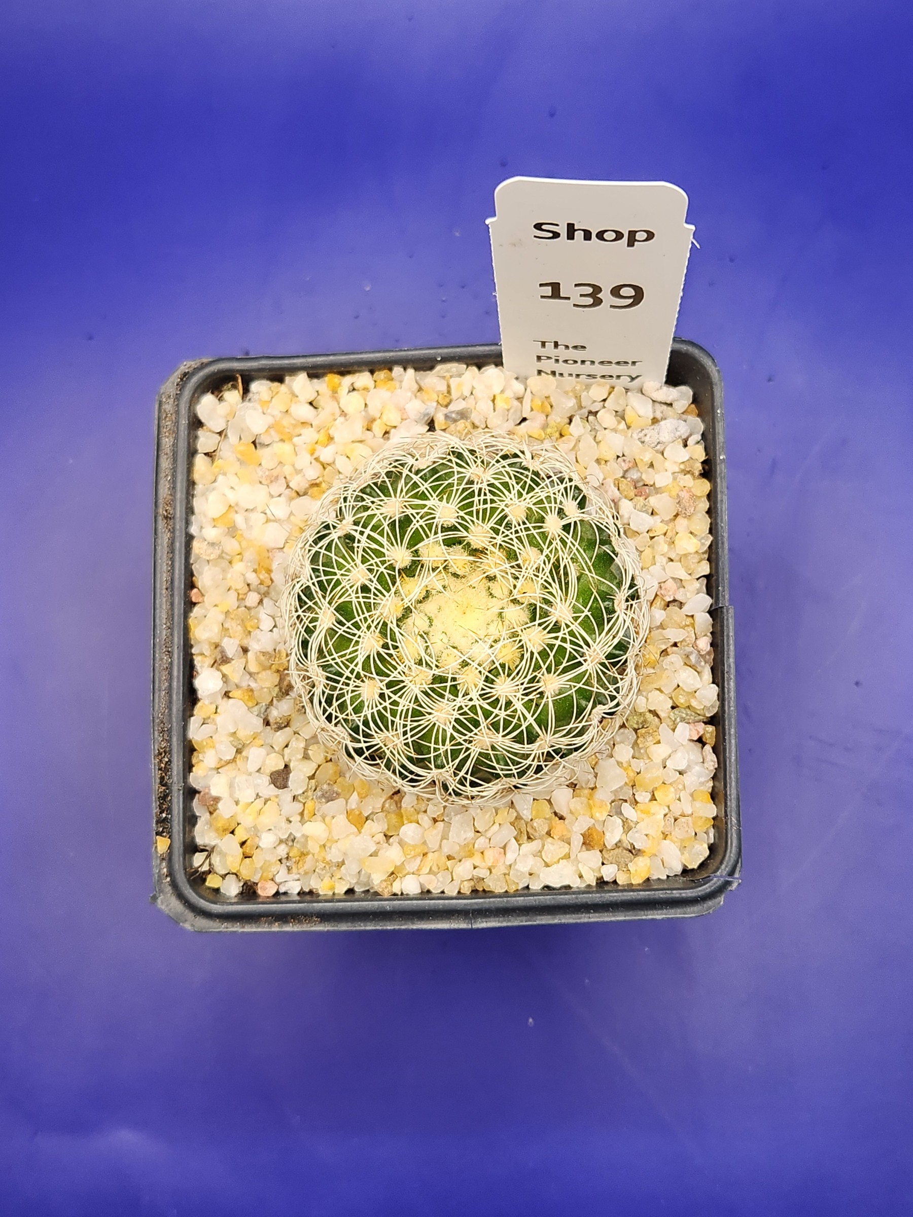 Discocactus zehnteri