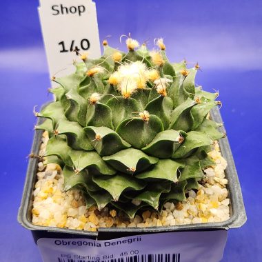 pn-2026-000163-01-bXvbfXZRn4-normalized-4 Obregonia denegrii
