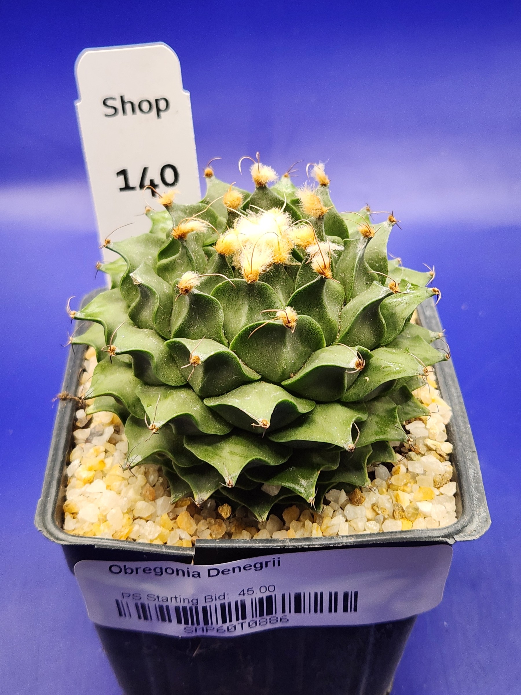 Obregonia denegrii