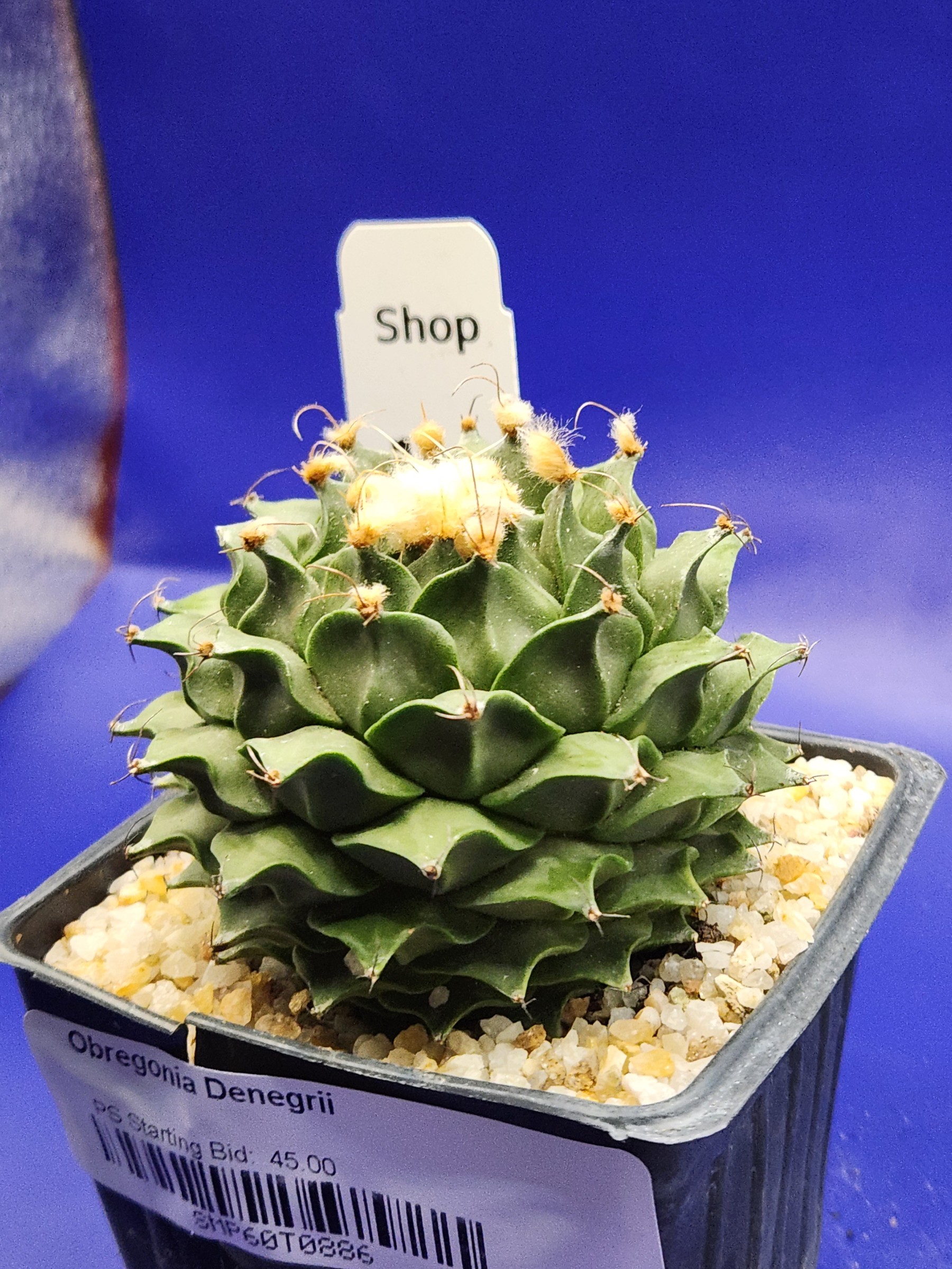 Obregonia denegrii